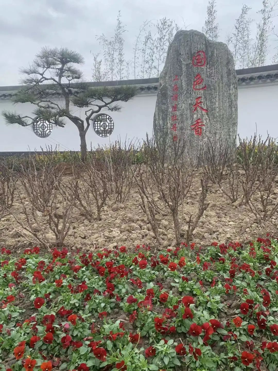 预计3月对外开放！金山这里一座大型牡丹观赏园正在建设！
